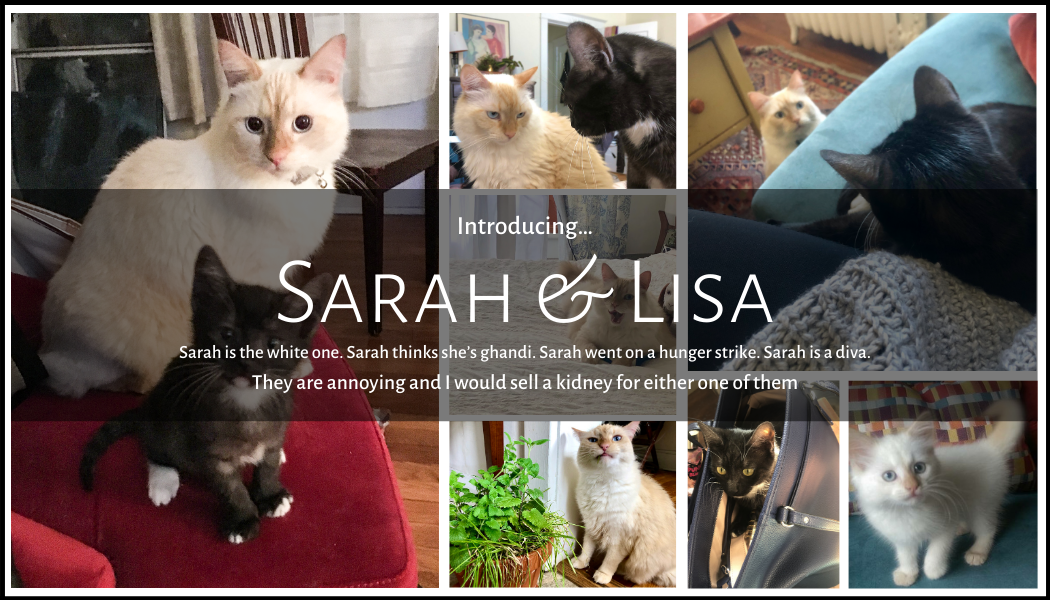Introducing Sarah & Lisa. Sarah is the white one. Sarah thinks she’s Ghandi. Sarah went on a hunger strike. Sarah is a diva. They are annoying and I would sell a kidney for either one of them